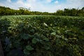 Pond and lake growing with Lotus leaves under white-cloudy blue sky